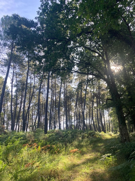 Sur le parcours de santé, les pins de Bos Fumat