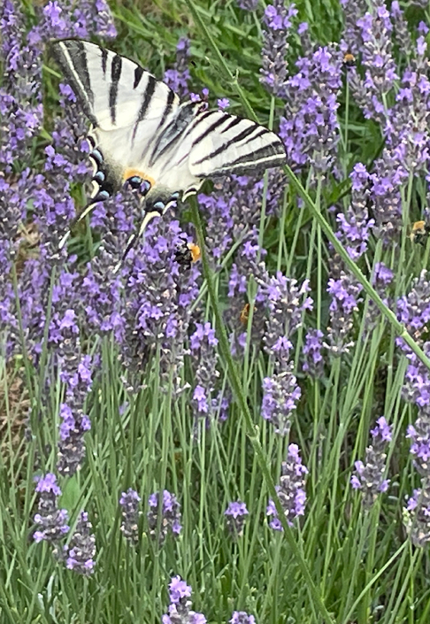 Le papillon Flambé, habitué du jardin